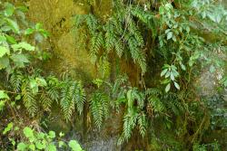 Asplenium lepidotum. Plants growing on vertical rock wall.
 Image: L.R. Perrie © Leon Perrie CC BY-NC 3.0 NZ